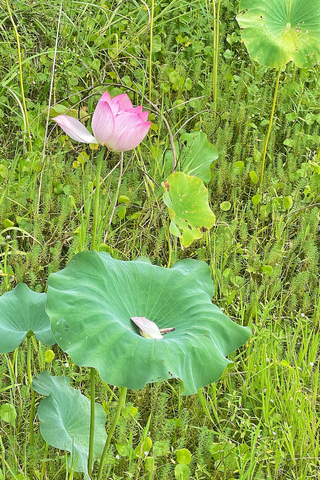下渚湖國家濕地公園