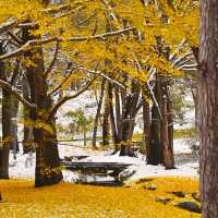 🇯🇵 삿포로에서 만난 기적의 5일: 가을과 겨울이 동시에 🤯