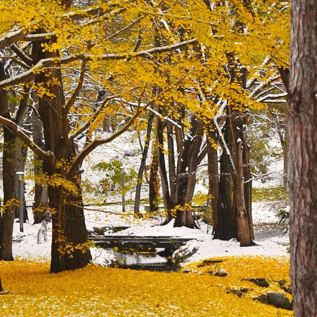 🇯🇵 삿포로에서 만난 기적의 5일: 가을과 겨울이 동시에 🤯