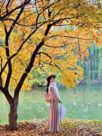 西安小眾賞秋秘境浐灞濕地公園銀杏打卡攻略