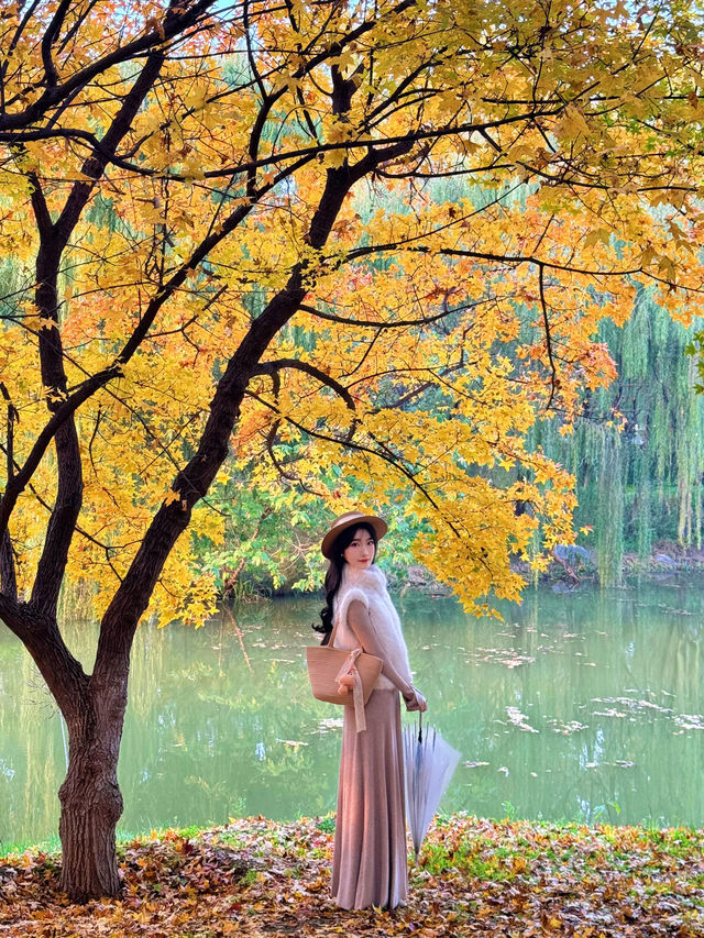 西安小眾賞秋秘境浐灞濕地公園銀杏打卡攻略