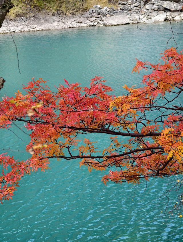 11月松坪溝美到窒息！彩林映碧水，一天才花130元！