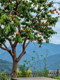 聽我的!趁還沒紅,快來溫州這個掛滿「小燈籠」的村莊!