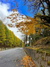 在神仙居住的地方彩林徒步撿菌子🟫 神木壘藏語裡意為「神仙玩耍的地方」 這裡海拔2300-4