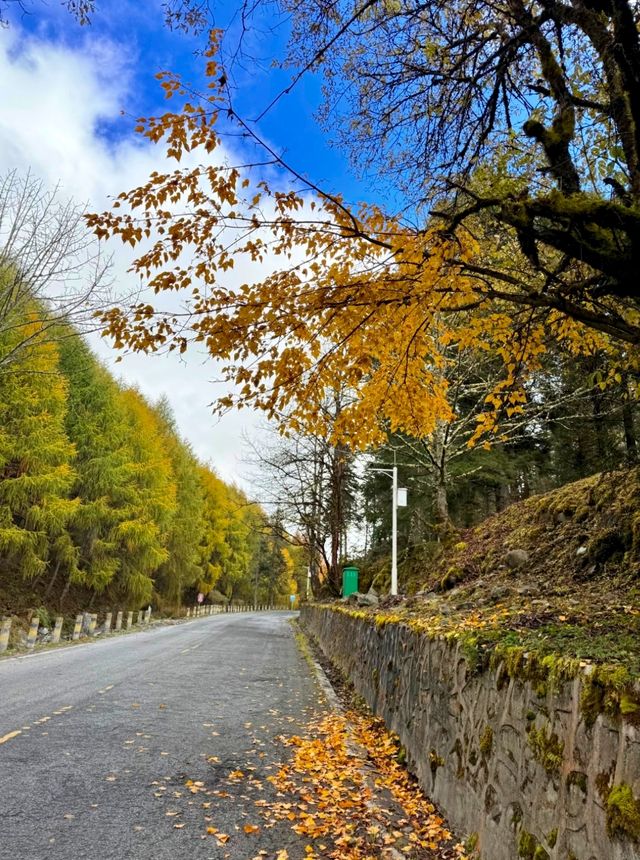 在神仙居住的地方彩林徒步撿菌子🟫 神木壘藏語裡意為「神仙玩耍的地方」 這裡海拔2300-4