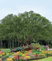 深圳仙湖花展開展啦