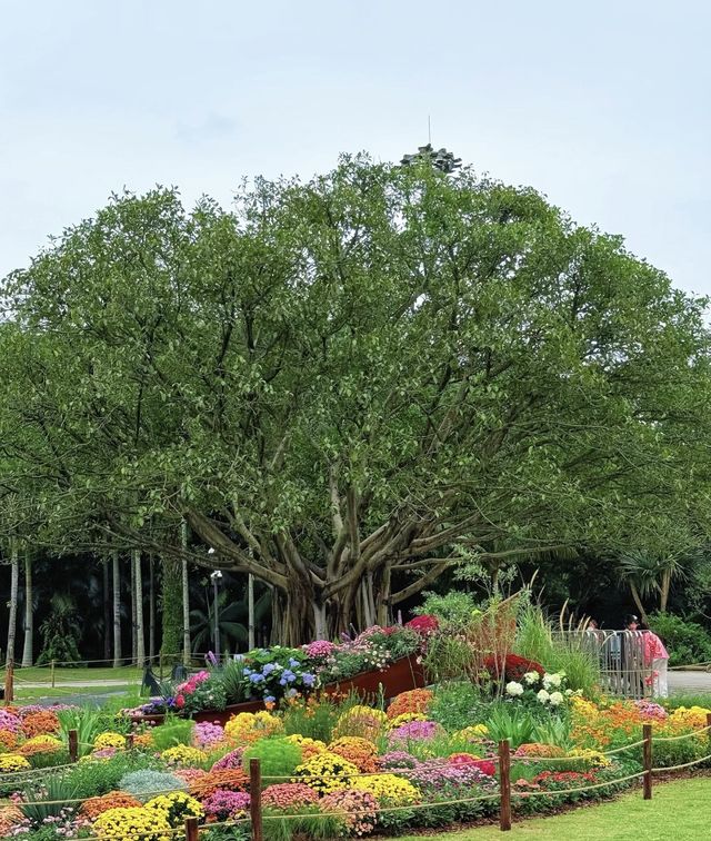 深圳仙湖花展開展啦 深圳仙湖花展開展啦