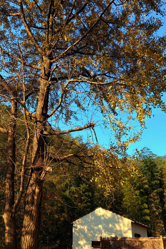 不慌不忙與秋風最後的浪漫