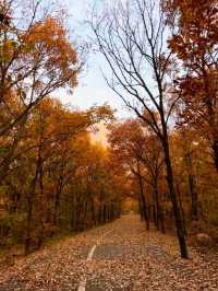 嵩山攻略：功夫迷和懶人的完美相遇 