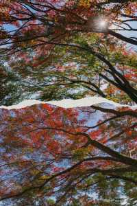 莫干山賞楓 | 五個絕美機位，開啟秋日浪漫之旅