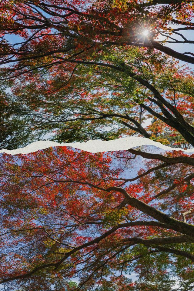 莫干山賞楓 | 五個絕美機位，開啟秋日浪漫之旅