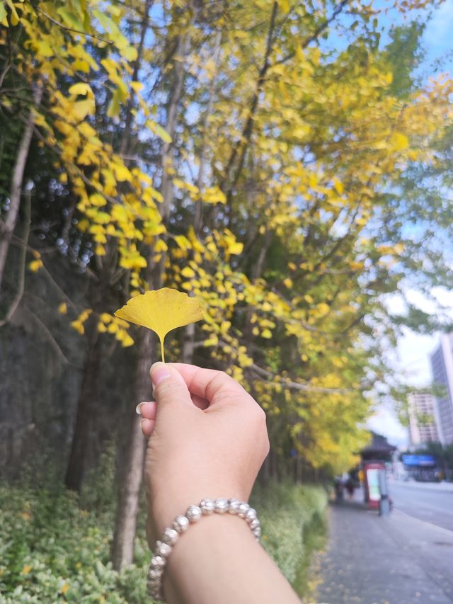 街區銀杏打卡地恩施州文化中心 街區銀杏打卡地恩施州文化中心