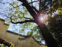 婺源篁嶺：曬出來的千年詩意 當金秋的陽光灑在篁嶺的黛瓦上，一幅流動的千年畫卷就此展開。婺源這座「中