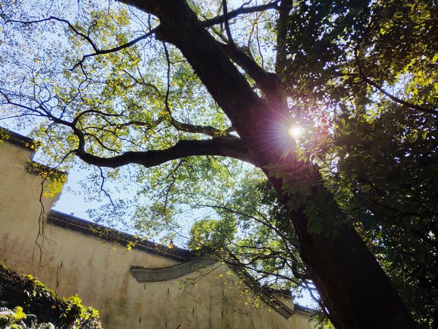 婺源篁嶺：曬出來的千年詩意 當金秋的陽光灑在篁嶺的黛瓦上，一幅流動的千年畫卷就此展開。婺源這座「中