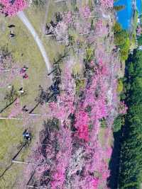 廣州賞花秘境推薦週末野餐露營好去處!