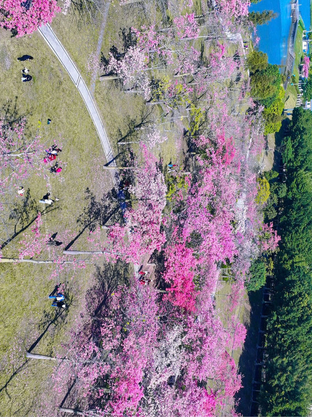 廣州賞花秘境推薦週末野餐露營好去處! 廣州賞花秘境推薦週末野餐露營好去處!