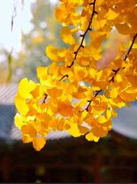 “禪境秋色” — 毗盧寺一步一景