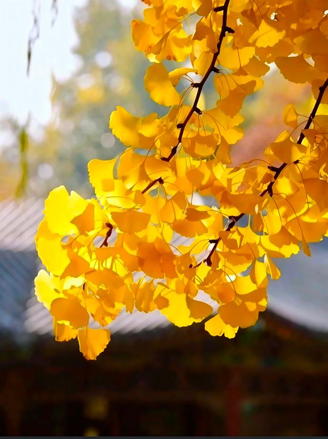 “禪境秋色” — 毗盧寺一步一景