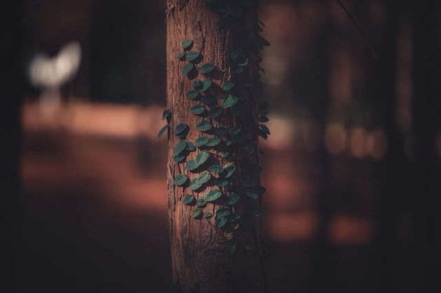 紅楓林裡看泉州