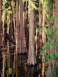 肇慶星湖靜待落日｜把夕陽揉進玻璃船裡