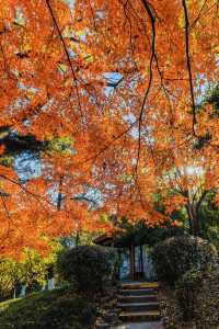 南京賞秋倒數最後10天必打卡的絕美秋色攻略