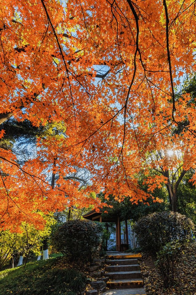 南京賞秋倒數最後10天必打卡的絕美秋色攻略 南京賞秋倒數最後10天必打卡的絕美秋色攻略