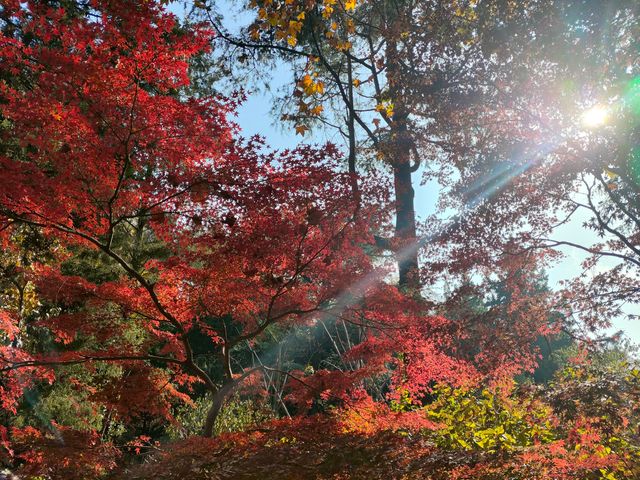 上海共青森林公園|秋日限定浪漫被我發現了 上海共青森林公園|秋日限定浪漫被我發現了