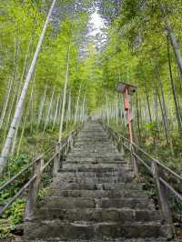 太華山秋冬奇遇：竹海仙氣與酸腿並存！