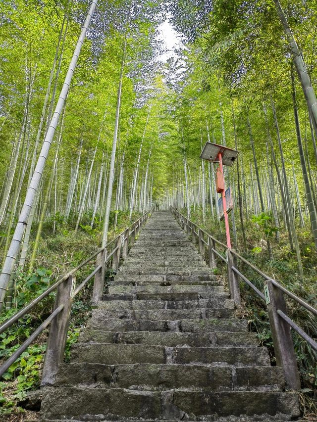 太華山秋冬奇遇：竹海仙氣與酸腿並存！