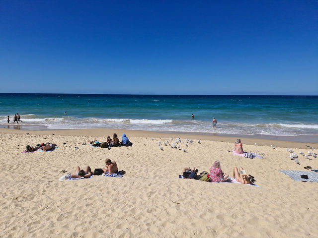 Surfing History with Scenic Views at Manley Ocean Beach Surfing History with Scenic Views at Manley Ocean Beach