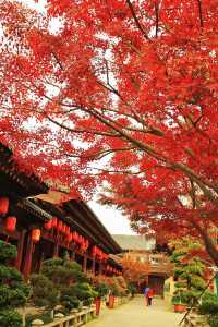 廣富林的深秋中式美學達到巔峰!