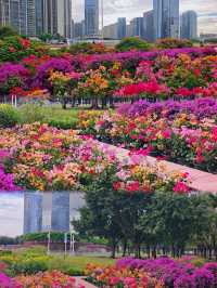 深圳這裡也太美了吧！！