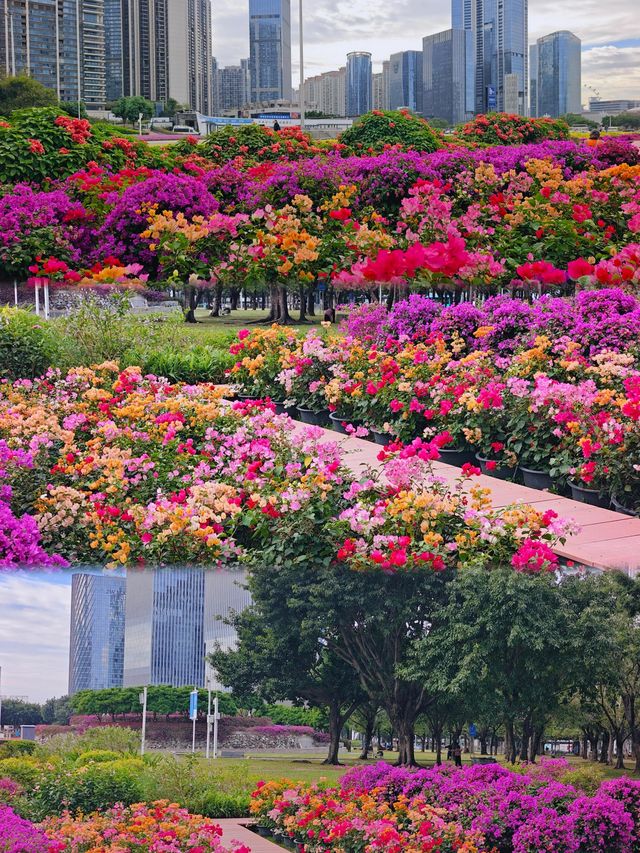 深圳這裡也太美了吧！！