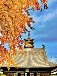 上海追秋 千年銀杏+元代古寺|真如寺打卡全攻略