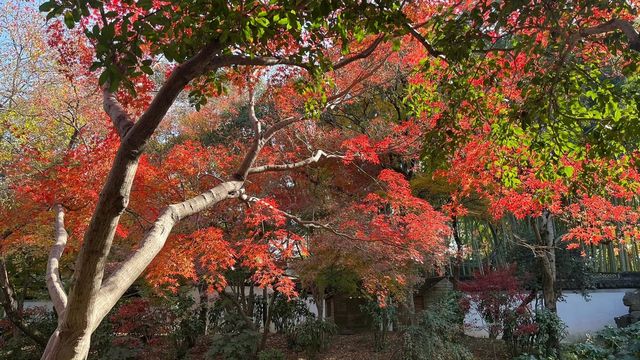 上海賞楓絕佳地標