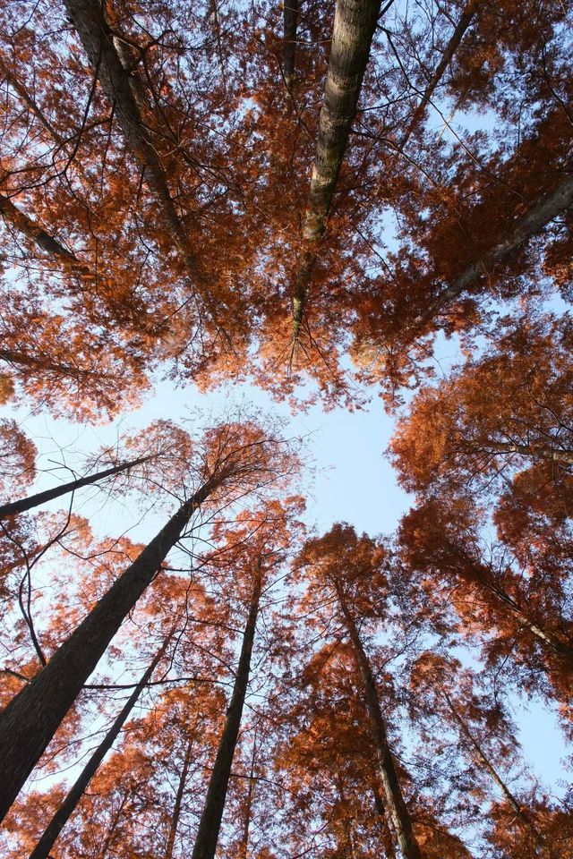 上海青西郊野公園：水上森林的秋日私語