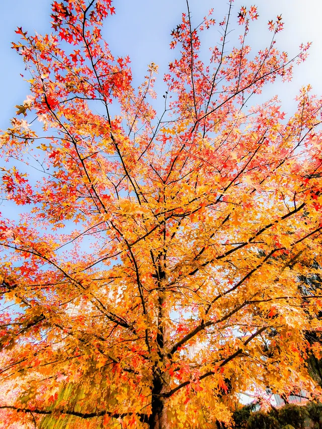 11.27實拍!和平公園的秋天比濾鏡還絕! 11.27實拍!和平公園的秋天比濾鏡還絕!