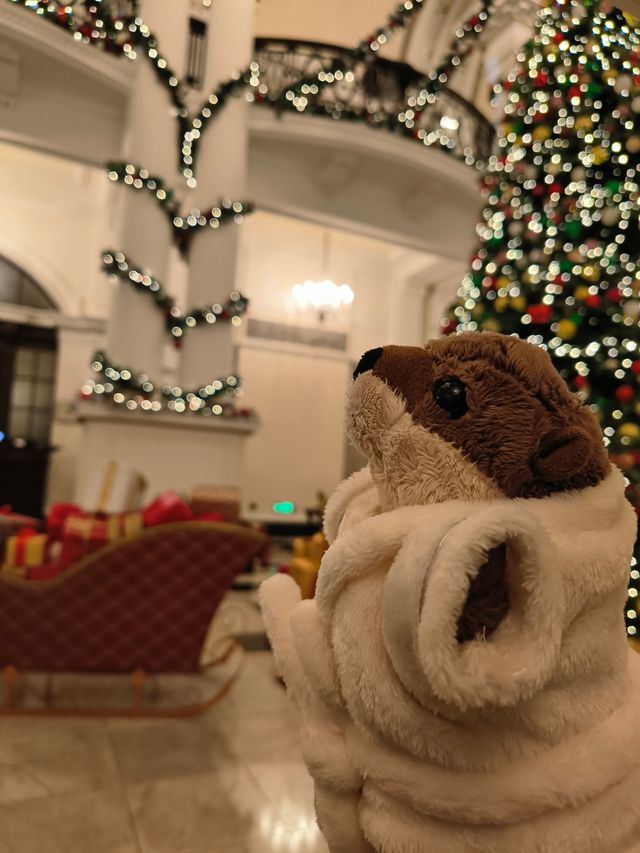 食物會說話，聖誕在發芽