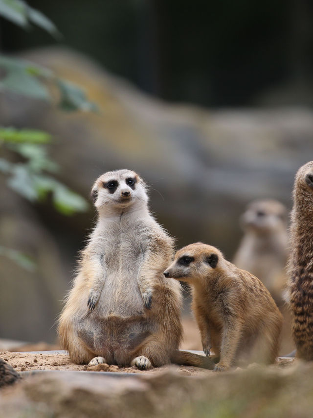 冬日限定南京包車遊太惬意啦 冬日限定南京包車遊太惬意啦