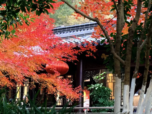 棲霞山的楓葉，是秋天寫給南京的情書