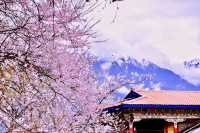 青藏11日遊快來抄作業啦