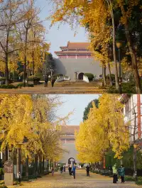 溫江藏著一個「紫禁城」，和銀杏同框太美啦