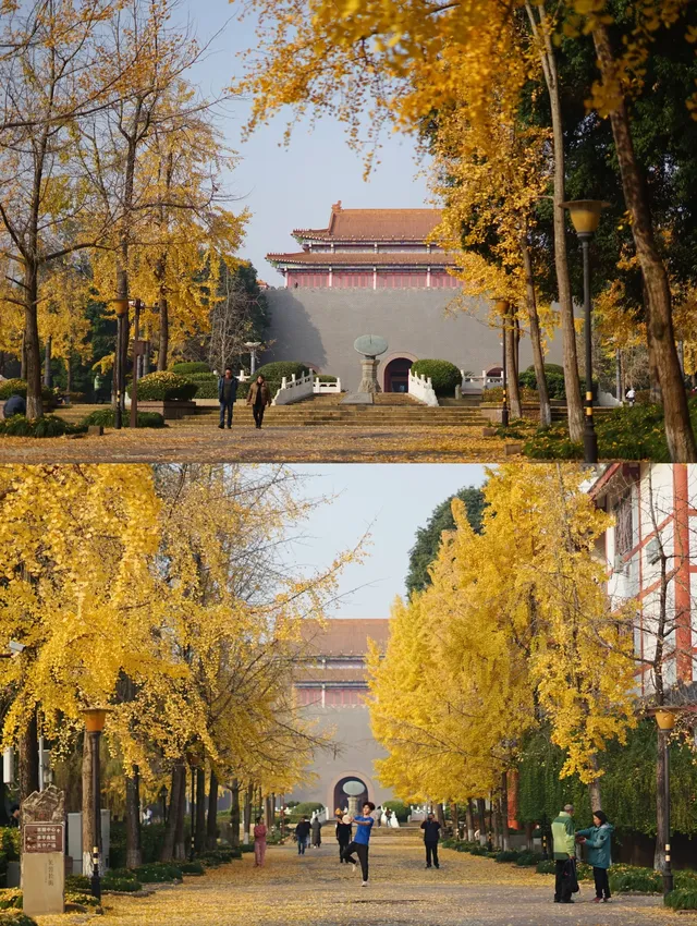 溫江藏著一個「紫禁城」，和銀杏同框太美啦