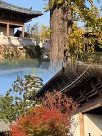 迄今為止,我最愛的江南古鎮出現啦