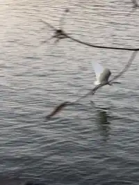 滴水湖攻略(附煙花、停車、路線及定位圖)