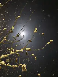 禾木今晚大雪 禾木雪景的絕殺拍攝地點