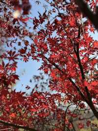 色彩繽紛的淮扬菜