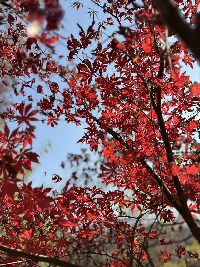 色彩繽紛的淮扬菜 色彩繽紛的淮扬菜