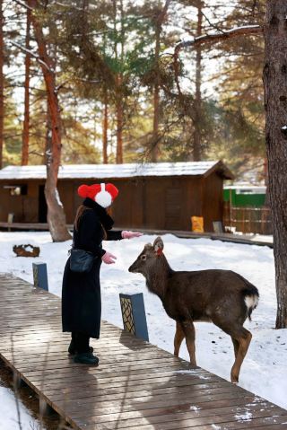 ภูเขาฉางไป่เป็นดินแดนหิมะที่แสนโรแมนติก! การลูบคลำกวางที่โรงแรมซู่หยวนนั้นช่วยผ่อนคลายได้ดีมาก!