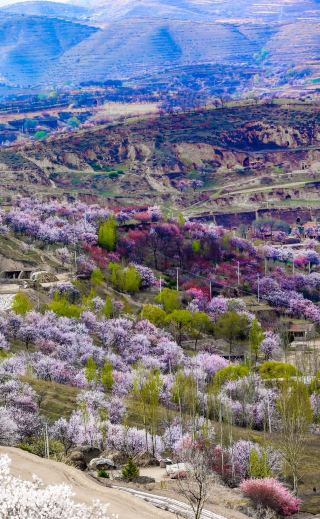 固原の杏の花見シーズンが始まります
